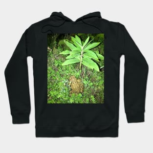 Toad Plants Hoodie